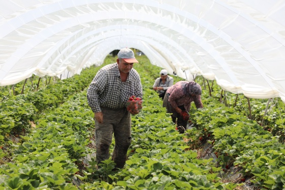 Köyceğiz Yaylaları’nda Migros için Çilek Üretiyorlar